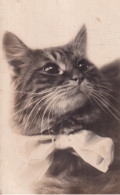 CHAT - Cats