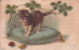 CHAT(CARTE GAUFREE) COCCINELLE - Cats