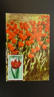 Carte Maximum Card Fleur Tulipe Flower Albania 1977 - Albanie