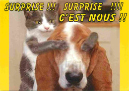 Animaux - Chats - Carte à Message - CPM - Voir Scans Recto-Verso - Cats