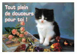 Animaux - Chats - Carte à Message - CPM - Voir Scans Recto-Verso - Cats
