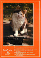 Animaux - Chats - CPM - Voir Scans Recto-Verso - Cats