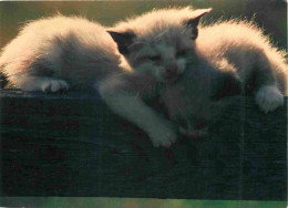 Animaux - Chats - CPM - Voir Scans Recto-Verso - Cats