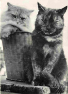 Animaux - Chats - CPM - Voir Scans Recto-Verso - Cats
