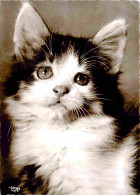 Animaux - Chats - CPM - Voir Scans Recto-Verso - Cats