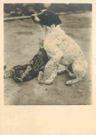 Animaux - Chats - CPM - Voir Scans Recto-Verso - Cats