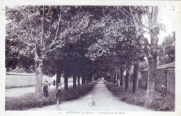 45 - Loiret - ARTENAY -  Promenade Du Mail - Autres & Non Classés