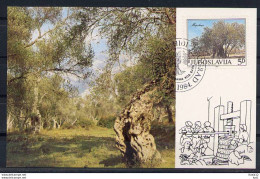 X0378)Jugoslawien Maxi-Card  2065 Oelbaum - Autres & Non Classés