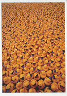 Postal Stationery Sweden Rubber Ducks - Sunglasses - Autres & Non Classés