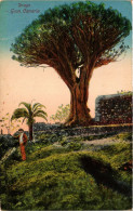 CPA Espagne Gran Canaria - Drago (281914) - Gran Canaria