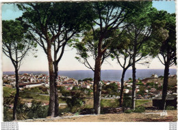 D66  BANYULS SUR MER  Vue Générale à Travers Les Pins  ..... - Banyuls Sur Mer