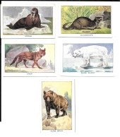 AY18 - CHROMOS HEMOGLOBONE DESCHIENS - LOUP - MORSE - MANGOUSTE - OURS BLANC - OURS BLANC - Otros & Sin Clasificación