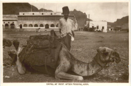 Aden - Camel At Rest After Feeding - Yemen