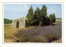 CPM Art Et Nature N Champ De Lavande - Sonstige & Ohne Zuordnung