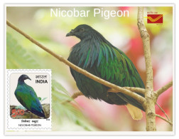 India 2025 Indian Birds - Nicobar Pigeon - MINT/BLANK PPC Maxim/Picture Post Card As Per Scan - Tauben & Flughühner