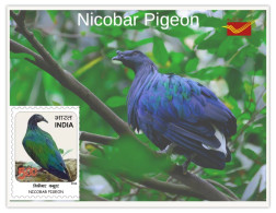 India 2025 Indian Birds - Nicobar Pigeon - MINT/BLANK PPC Maxim/Picture Post Card As Per Scan - Tauben & Flughühner