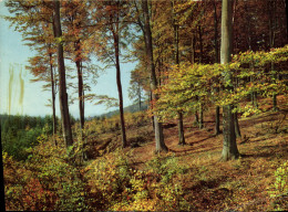 CPM Arbres - Sonstige & Ohne Zuordnung