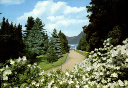 CPM Villa Taranto Viale D'ingresso Verbania Lago Maggiore - Sonstige & Ohne Zuordnung