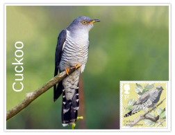 UK GB 2025 Birds - Bird Cuckoo - MINT / BLANK Maxim / Picture Post Card PPC As Per Scan - Kuckucke & Turakos