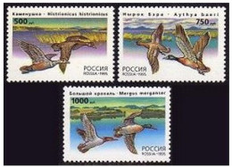 Russia 6284-6286, MNH. Michel 462-464. Ducks-1995. Histrionicus, Aythya, Mergus. - Ungebraucht