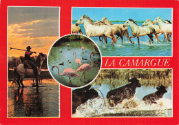 13 SAINTES MARIES DE LA MER GARDIANS CHEVAUX TAUREAUX ET FLA - Saintes Maries De La Mer
