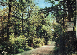 95 L ISLE ADAM LA FORET - L'Isle Adam