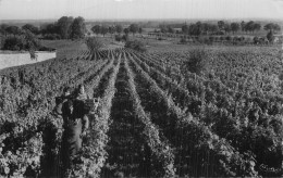 21 BEAUNE LES VENDANGES EN BOURGOGNE - Beaune