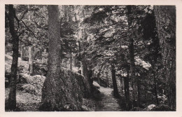 67 MONT SAINTE ODILE SOUS BOIS - Sainte Odile