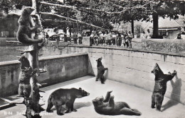 SUISSE BERNE LA FOSSE AUX OURS - Andere & Zonder Classificatie