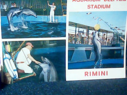 DELFINI DOLPHIN  RIMINI AQUARIUM DELPHINI STADIUM  VEDUTE  VB1974 KG5550 - Dolphins