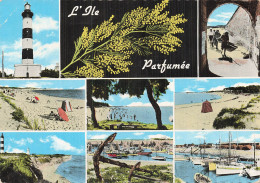 17 ILE D OLERON FORET DES SAUMONARDS - Ile D'Oléron
