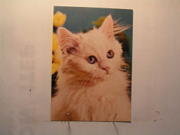 Animaux & Faune > Chats - Chat - Cats
