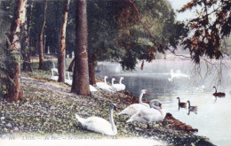 69 - LYON - Au Parc - Le Coin Des Cygnes - Andere & Zonder Classificatie