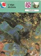 22 FEOFICEE :  ALGA DICTIOTA - Dieren