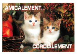 Animaux - Chats - Carte à Message - CPM - Voir Scans Recto-Verso - Cats