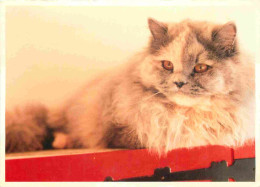 Animaux - Chats - CPM - Voir Scans Recto-Verso - Cats