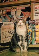 Animaux - Chats - CPM - Voir Scans Recto-Verso - Cats