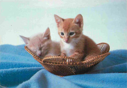 Animaux - Chats - CPM - Voir Scans Recto-Verso - Cats