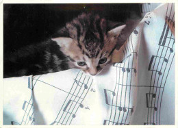 Animaux - Chats - CPM - Voir Scans Recto-Verso - Cats