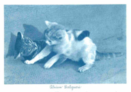Animaux - Chats - CPM - Voir Scans Recto-Verso - Cats