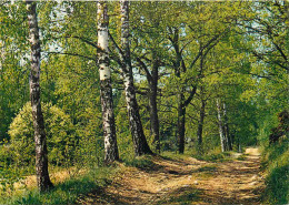 Finlande - Forêt - Forest - Suomi - Finland - CPM - Voir Scans Recto-Verso - Finnland