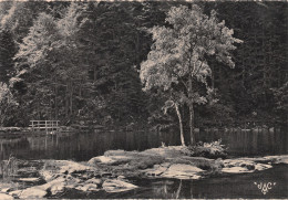 67-VALLEE DE MUNSTER-N°C-4326-A/0149 - Sonstige & Ohne Zuordnung