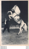 A8- CIRQUE - OURAL CHEVAL CABREUR PRESENTE PAR LE MAITRE ECUYER AL. GRUSS - ( 2 SCANS ) - Zirkus