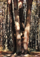 27-LYONS LA FORET -N°C-4332-C/0301 - Lyons-la-Forêt