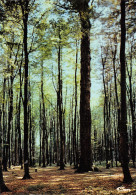 27-LYONS LA FORET -N°C-4332-C/0303 - Lyons-la-Forêt