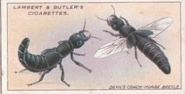 8 DEVILS COACH HORSE BEETLE  - GARDEN LIFE 1930 - LAMBERT & BUTLER CARD  -  3X7CMS - - Andere Merken