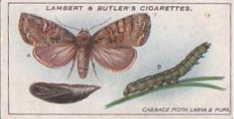 3 CABBAGE MOTH LARVA & PUPA  - GARDEN LIFE 1930 - LAMBERT & BUTLER CARD  -  3X7CMS - - Andere Merken