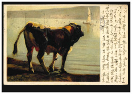 Künstler-AK Rudolf Koller: Studie Schwarzfleck-Stier, GENF 13.12.1922 - Sonstige & Ohne Zuordnung