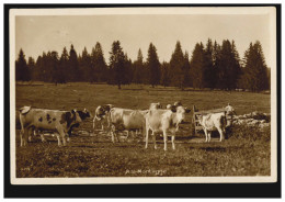 Schweiz Foto-AK In Den Bergen: Rinderherde Auf Der Weide, 7.1.1915 - Sonstige & Ohne Zuordnung
