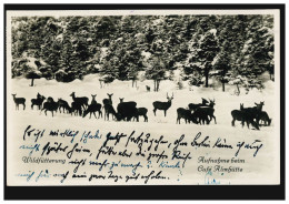 Foto-AK Tiere: Wildfütterung - Aufnahme Beim Cafe Almhütte, GARMISCH-PART. 1933 - Sonstige & Ohne Zuordnung